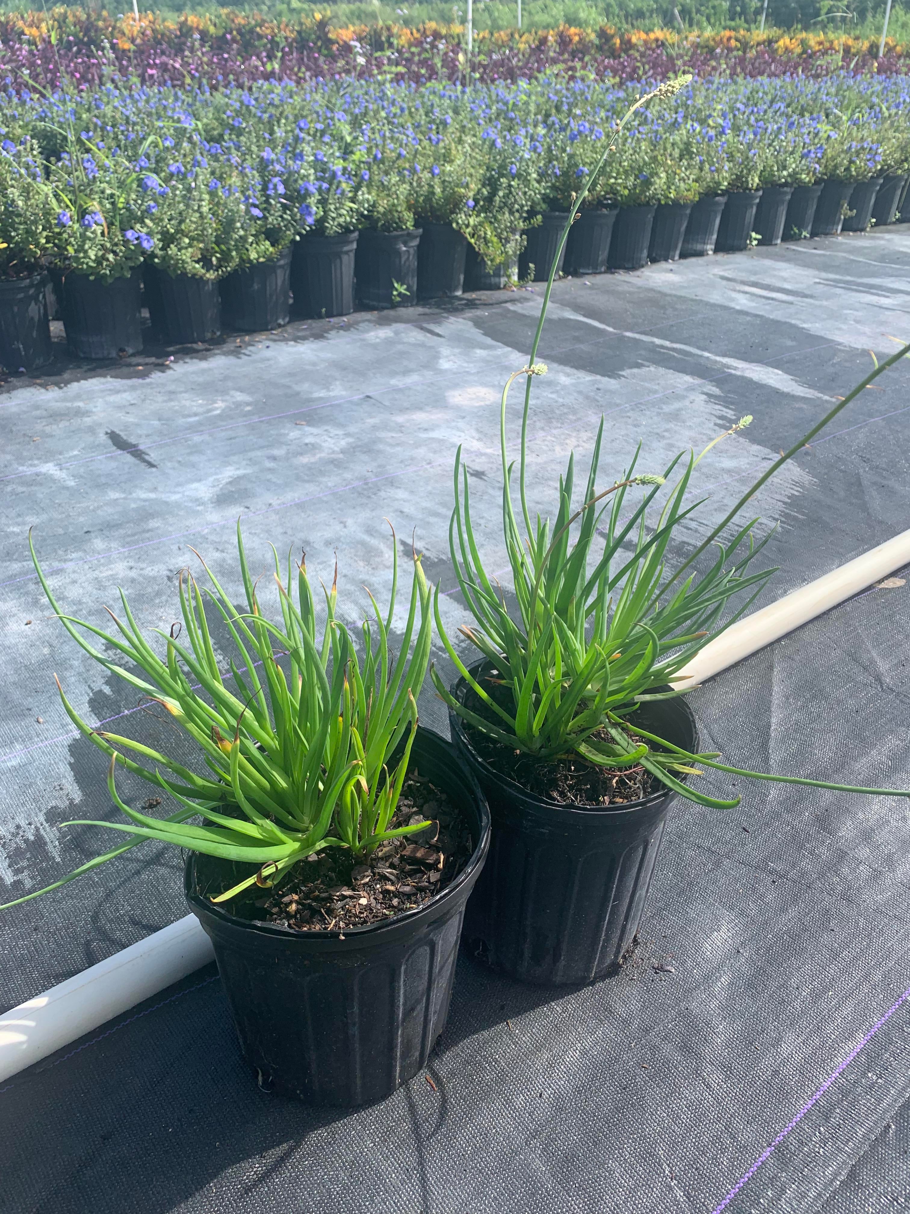 Bulbine frutescens, Bulbine fruticosa, Desert Candles