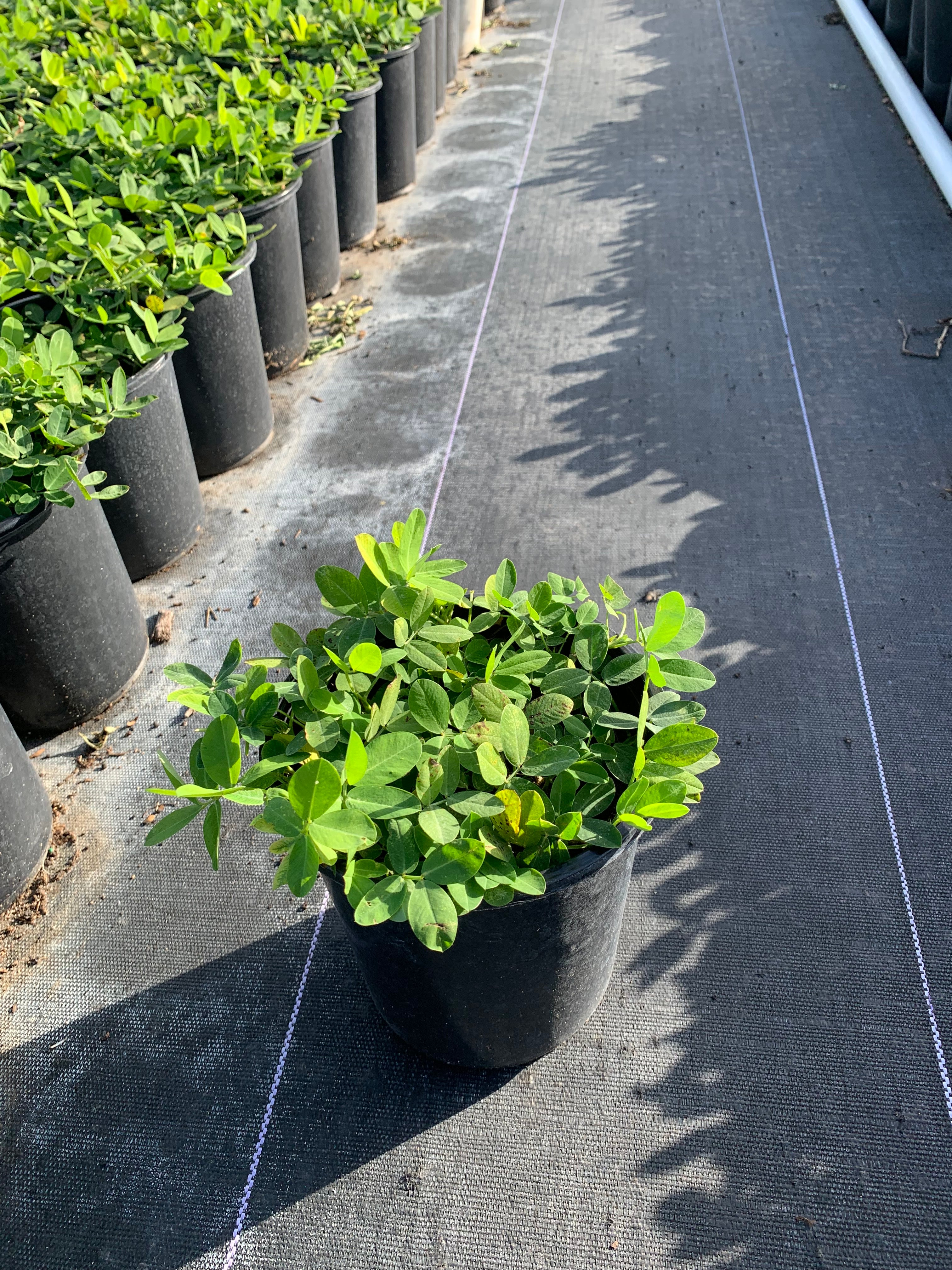 1 gallon Ornamental Peanut Plant