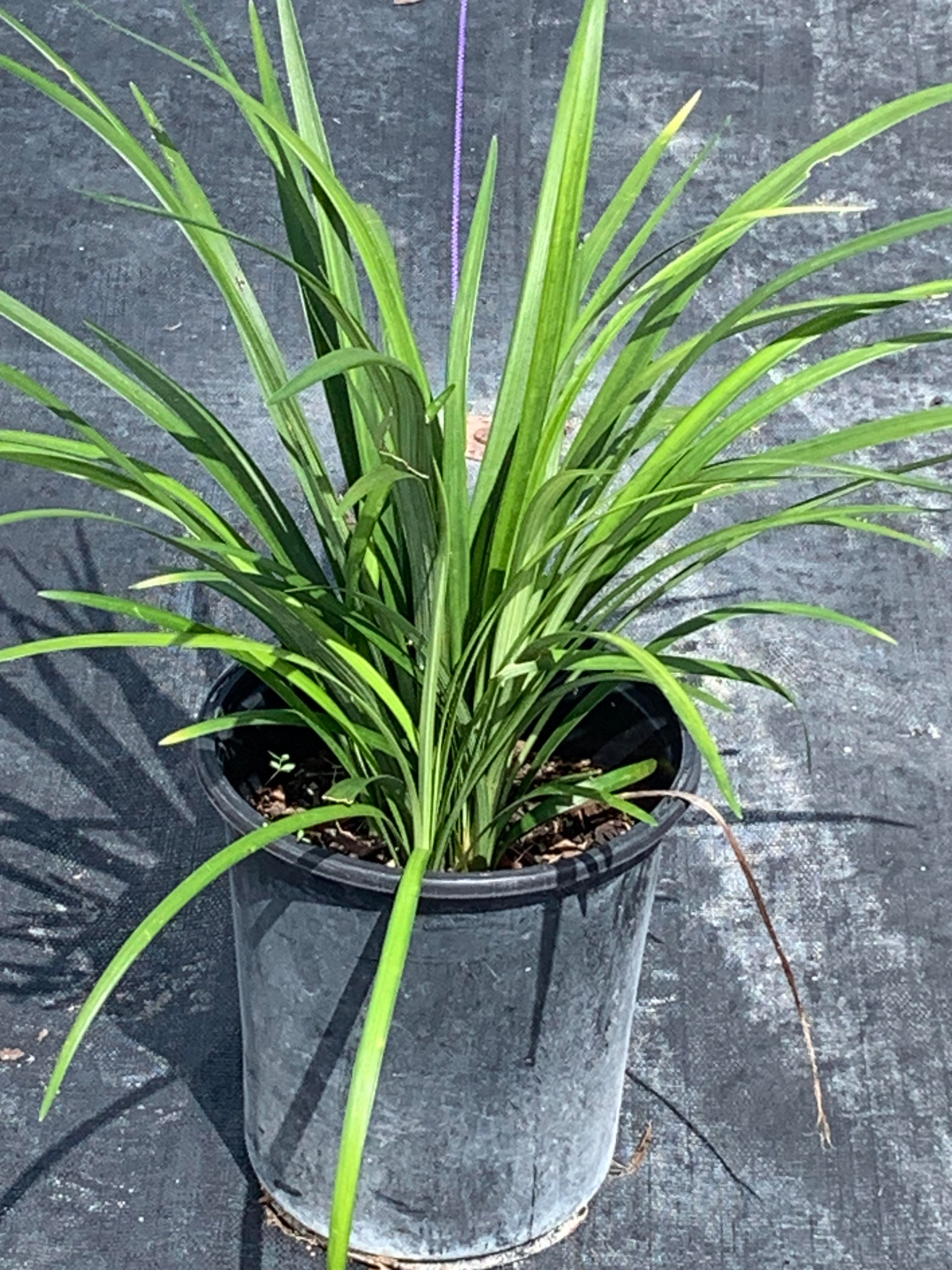 Liriope Muscari 'Super Blue', Lilyturf