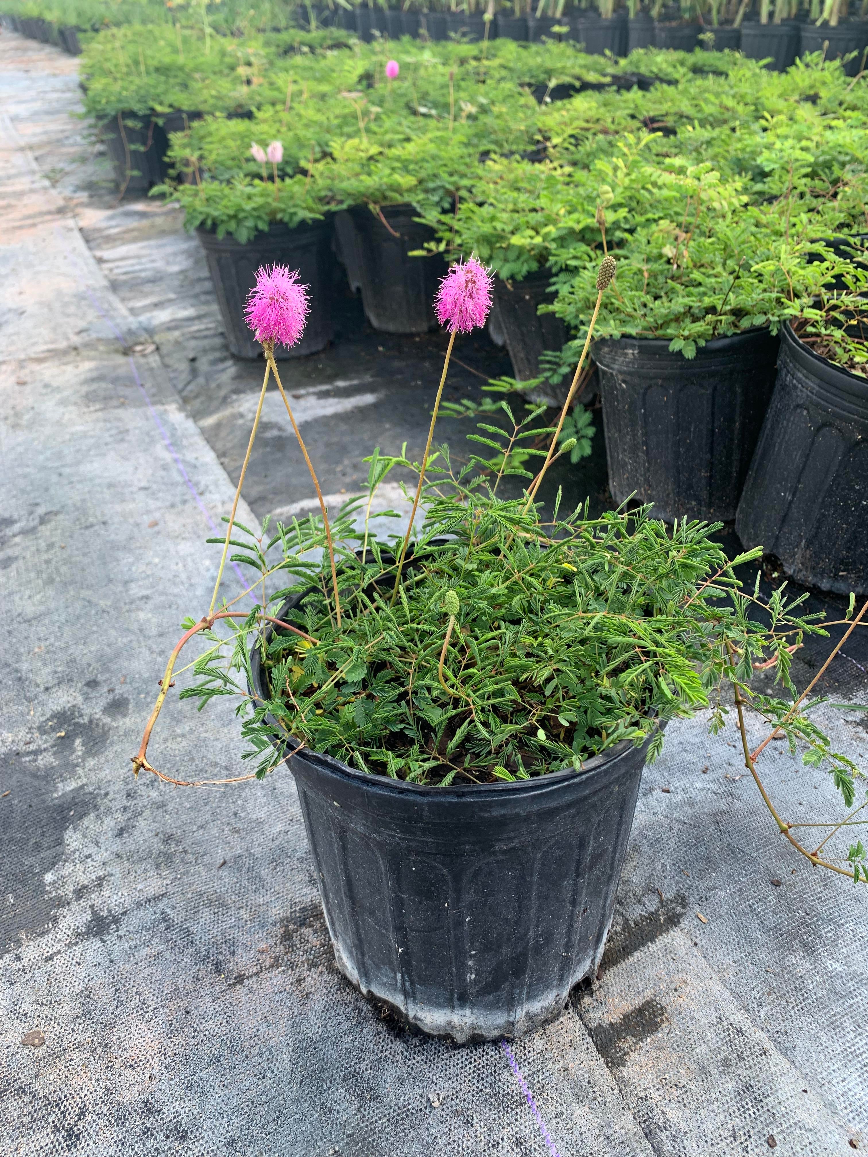 1 gallon Mimosa strigillosa, Sunshine Mimosa