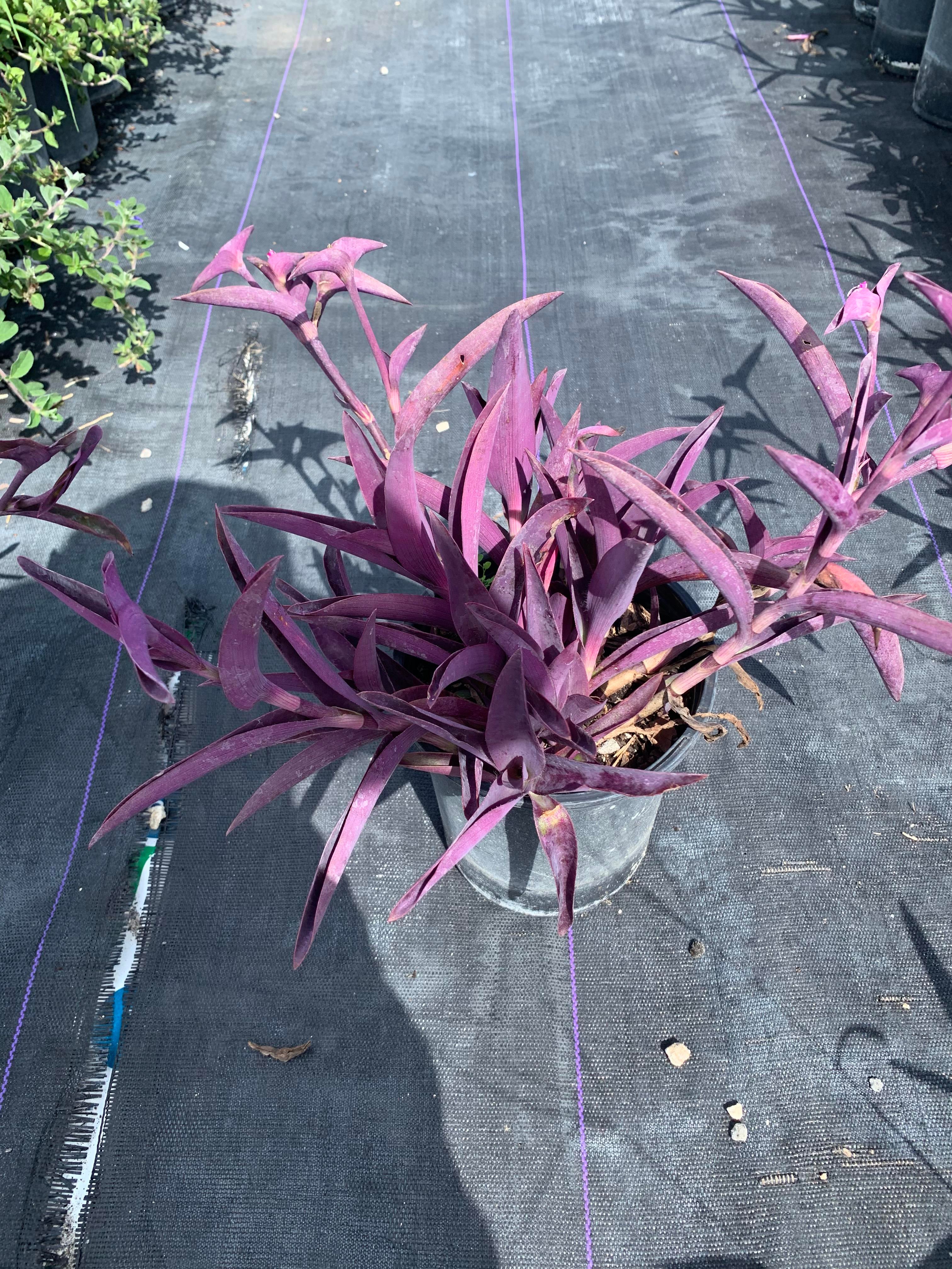 1 gallon Tradescantia pallida, Purple Queen, Wandering Jew, Purple Heart