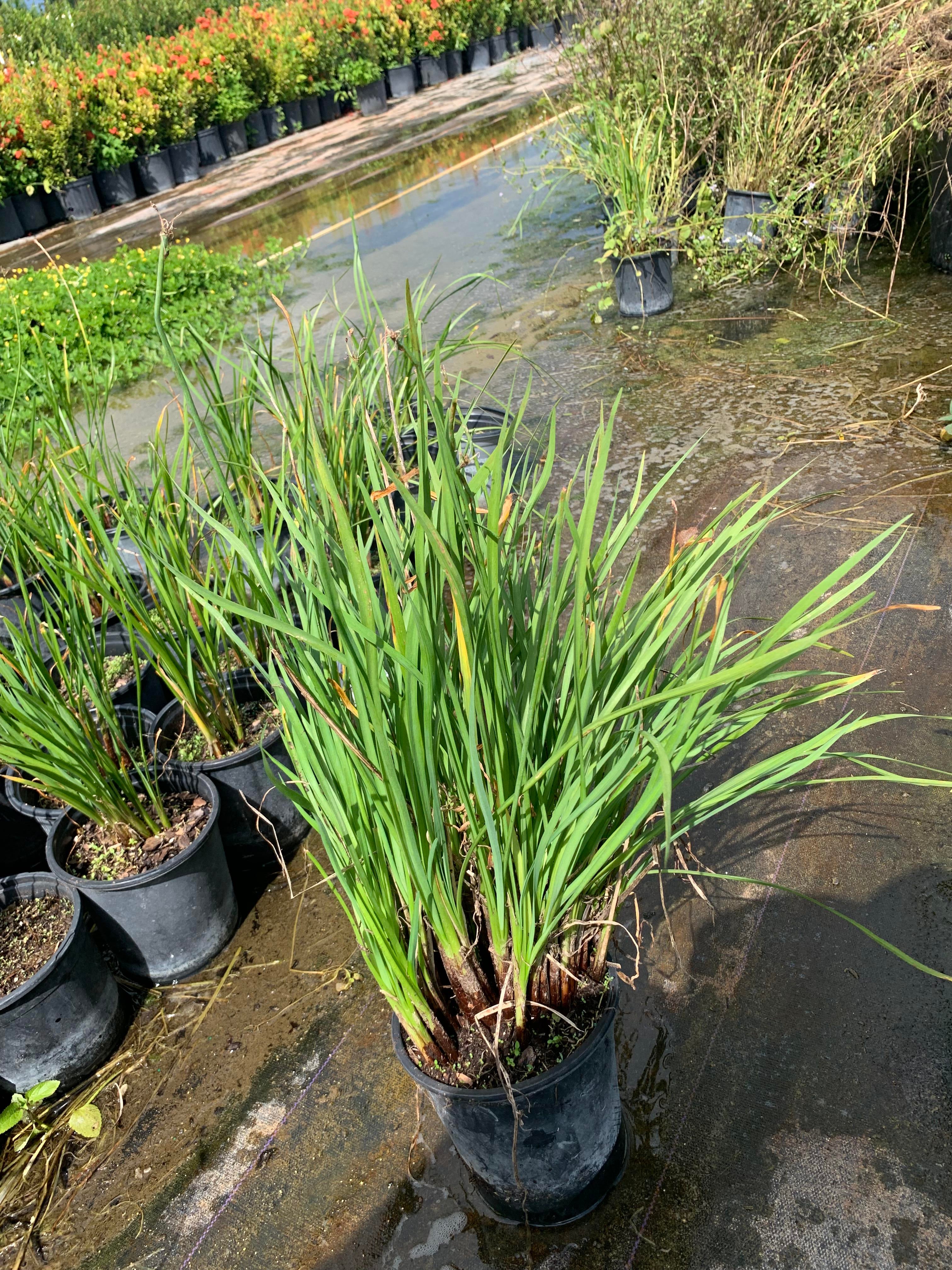Tulbaghia violacea, Society Garlic