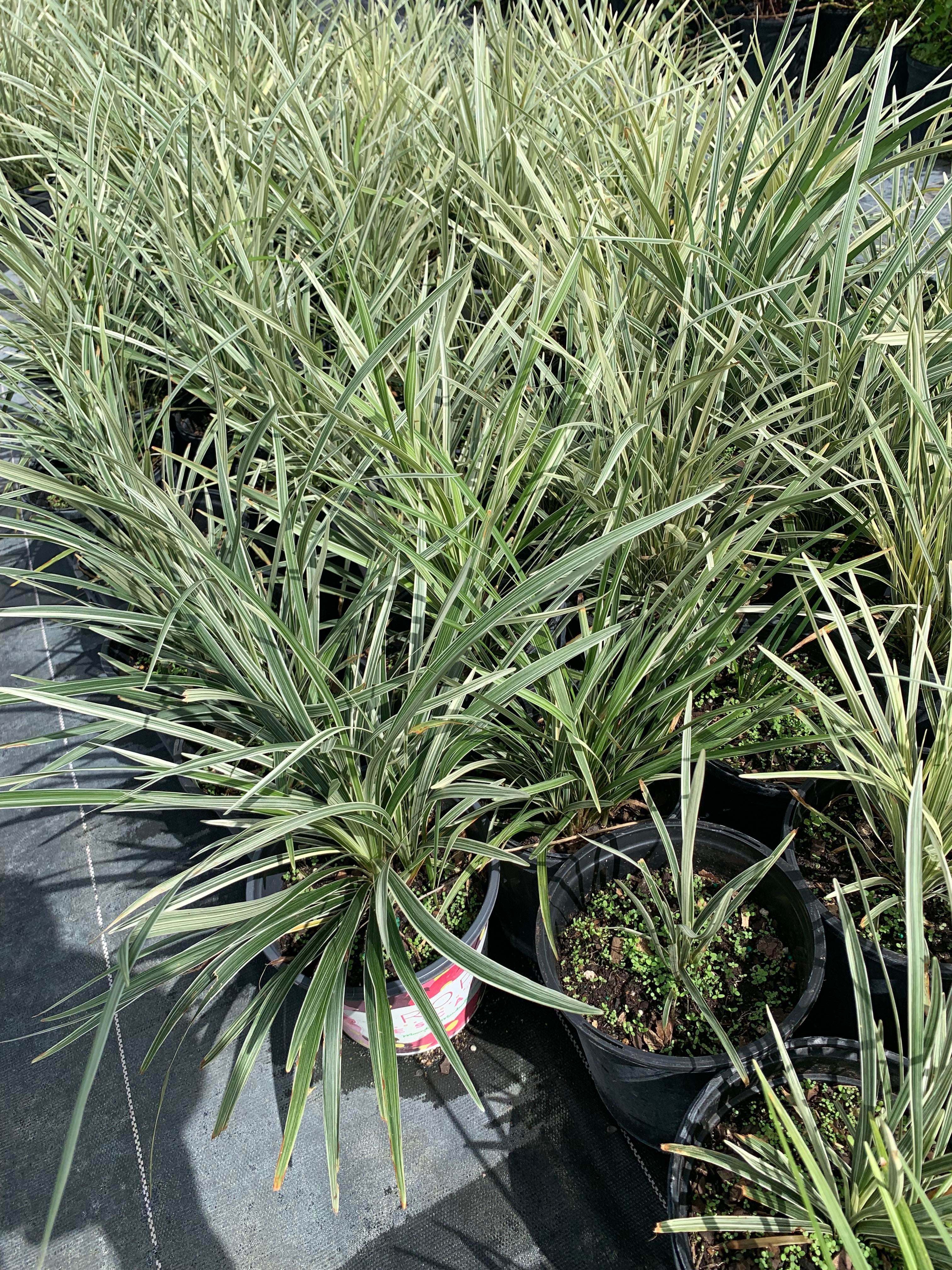 Ophiopogon intermedius 'Argenteomarginatus', Aztec Grass, Variegated Liriope